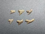 Зубы Paleoanacorax