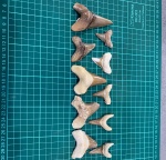 Зубки палеогеновых акул