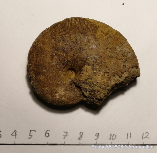 аммониты, Ammonites, Euphylloceras ponticuli, Поселок Верхоречье