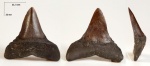 Зуб Macrorhizodus praecursor