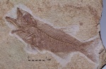 Олигоценовая рыба рода Lednevia