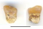 зуб Pycnodontiformes indet. с корнем