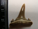 Зуб Mennerotodus sp.