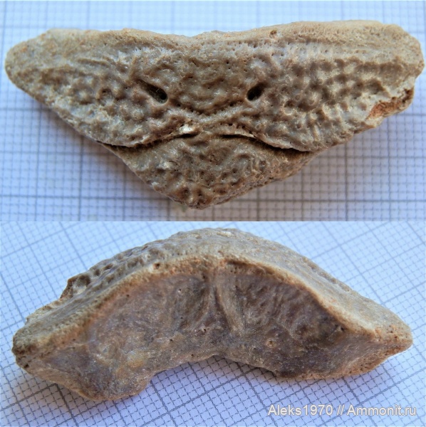 девон, рыбы, Латвия, Asterolepis ornata, Гауя, postpineale plate
