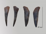 Ichthyodectiformes - передний зуб