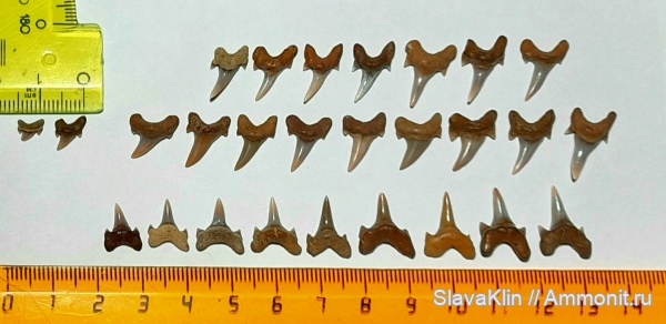 зубы, акулы, Archaeolamna, teeth, sharks