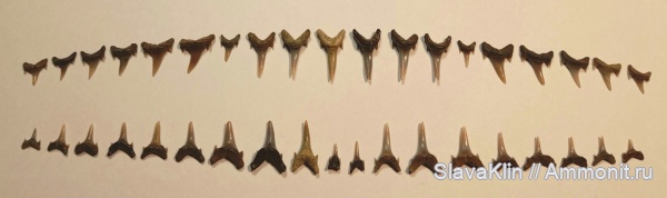 мел, Eostriatolamia, сеноман, зубы акул, Eostriatolamia subulata, teeth, sharks