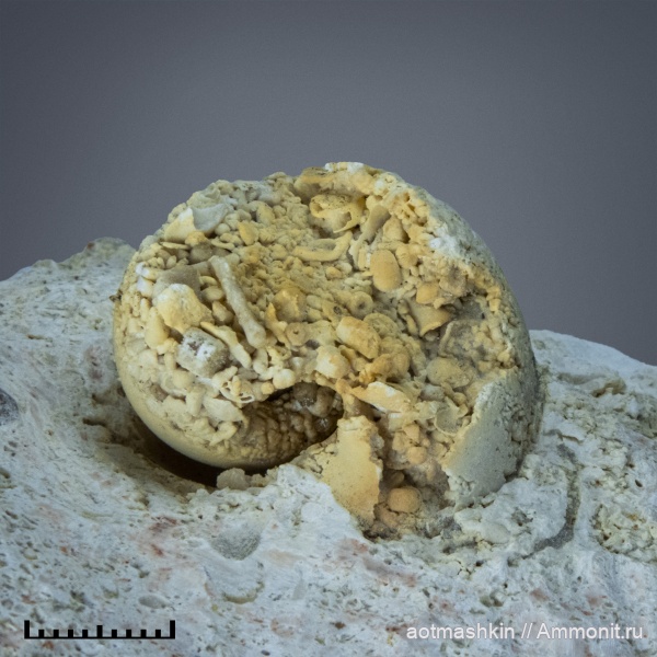 Bellerophon, Foraminifera, Gastropoda, carbon