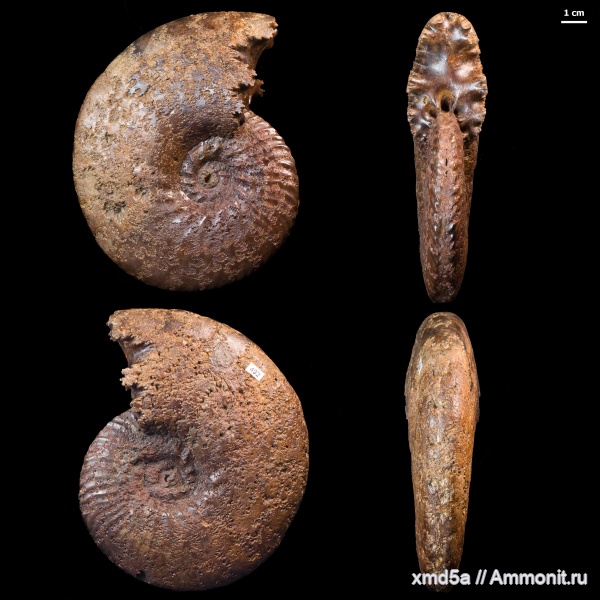 Казахстан, Hoplitidae, Ammonoidea, Anahoplites, Albian, Cretaceous