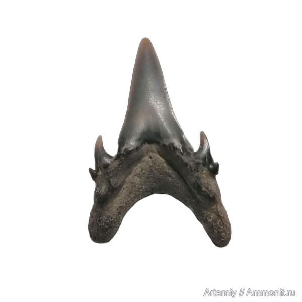 зубы, акулы, Jaekelotodus, Jaekelotodus trigonalis