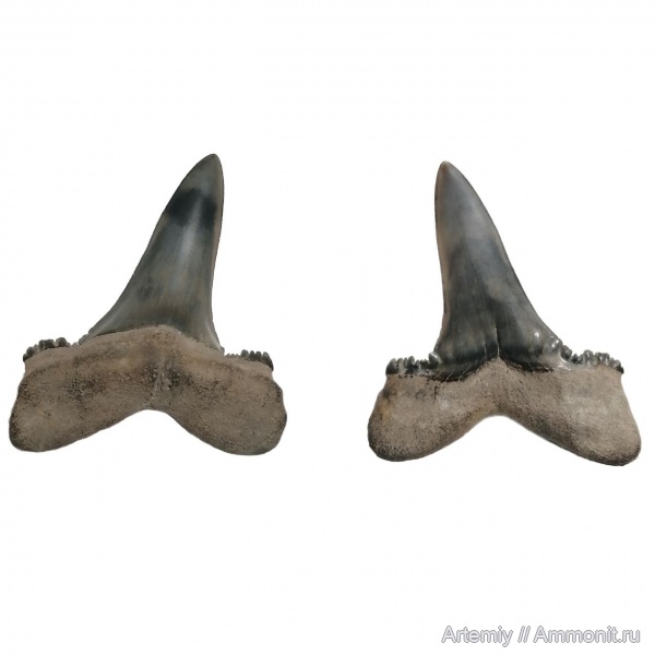 зубы, акулы, Araloselachus, Araloselachus cuspidata