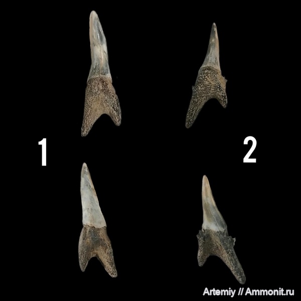 зубы, акулы, Striatolamia, симфизные зубы, Jaekelotodontidae