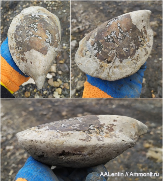 моллюски, мел, двустворчатые моллюски, Ульяновская область, Inoceramus, Inoceramus aucella