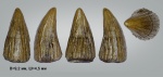 Зуб рептилии Leptocleidia