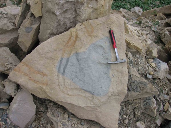 нижний карбон, ихнофоссилии, Калужская область, Шаньский карьер, Rhizocorallium