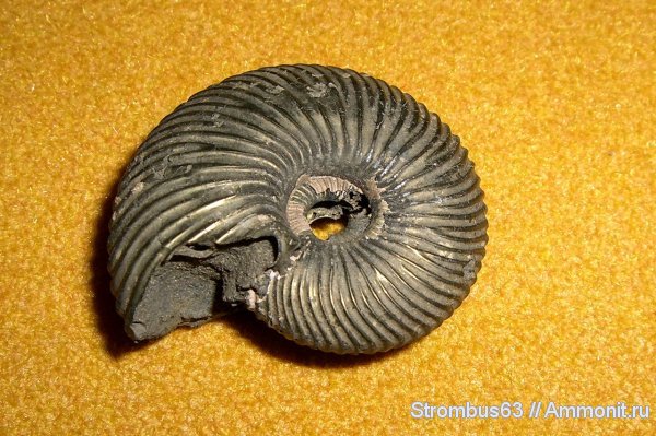 аммониты, р. Волга, Ammonites, Novocadoceras