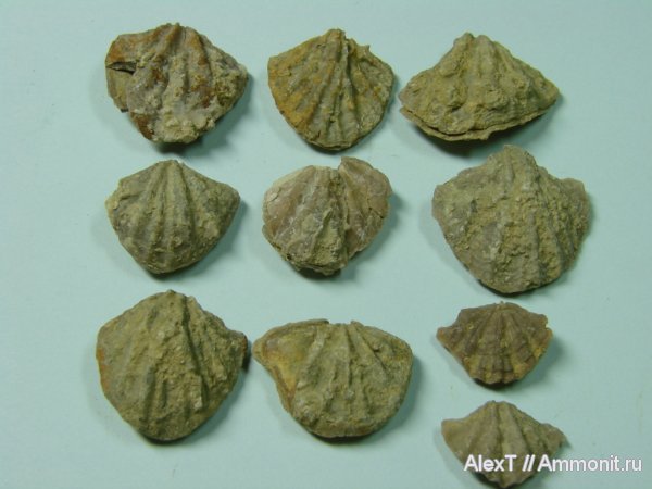 брахиоподы, нижний мел, берриас, Крым, Terebratulida, Ismenia, Berriasian, Lower Cretaceous
