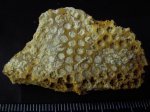 колониальный коралл Stylina sablensis