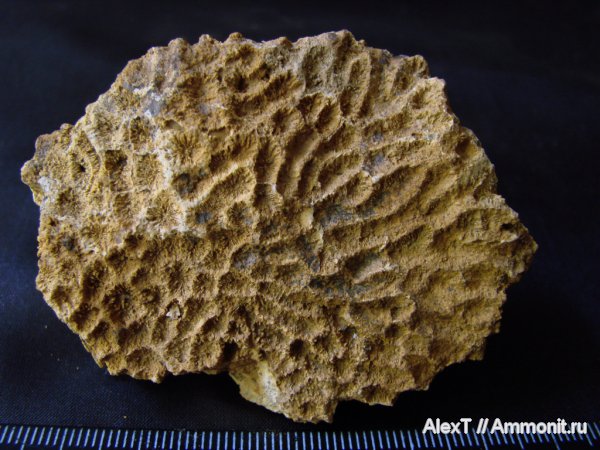 кораллы, нижний мел, Крым, готерив, колониальные кораллы, Eugyra, Scleractinia, Hauterivian, Lower Cretaceous
