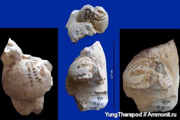 морские ежи, мел, палеоген, кремень, Кировоградская область, Cretaceous