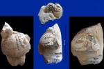 Морской еж в палеолитическом отщепе