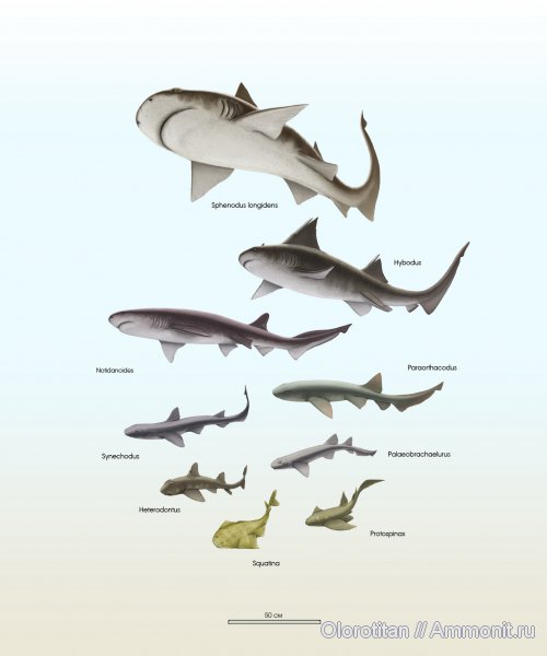 акулы, Sphenodus, Paraorthacodus, Hybodus, Notidanoides, Synechodus, Synechodontiformes, sharks