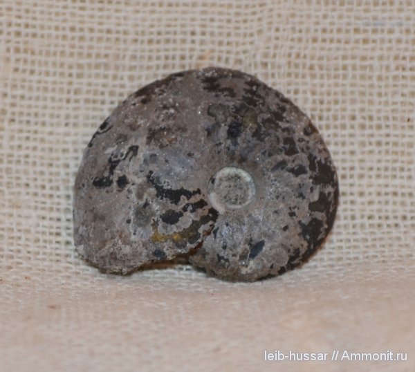 аммониты, Еганово, Ammonites