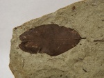 Отпечаток листа Sapindus sp.