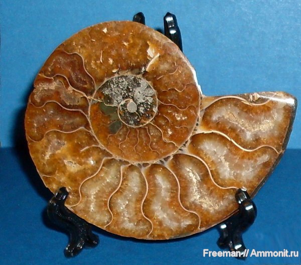 аммониты, Таджикистан, Памир, Ванч, Cleoniceras, Ammonites