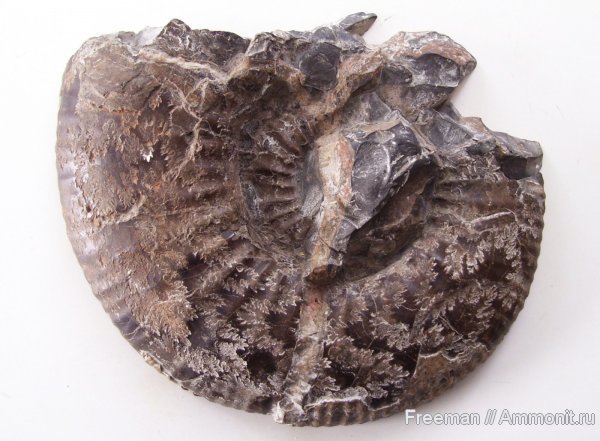 аммониты, Таджикистан, Харангон, Душанбе, Ammonites