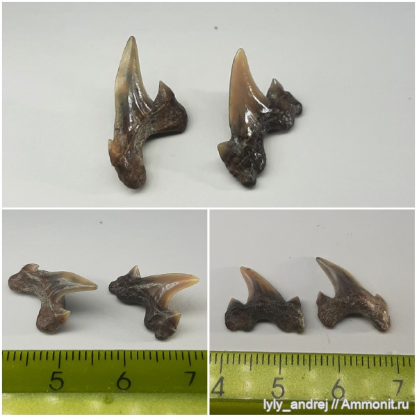 сеноман, зубы акул, Cretalamna appendiculata, Archaeolamna, Archaeolamna kopingensis, Тамбовская область