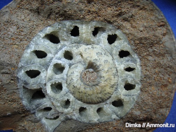 аммониты, Рязанская область, Rondiceras, Rondiceras tcheffkini, Ammonites, лопастные линии