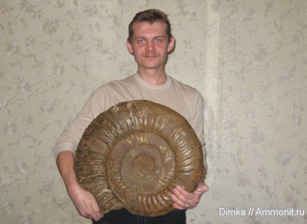 аммониты, Dorsoplanites, Ярославская область, Ammonites