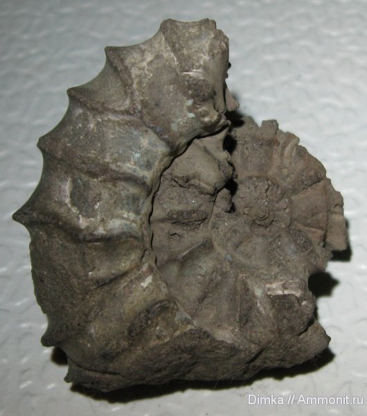 аммониты, Мневники, Acuticostites, средний подъярус волжского яруса, зона Dorsoplanites panderi, Ammonites