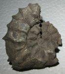 Часть раковины Acuticostites