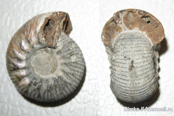 аммониты, Якутия, нижний мел, Polyptychites, Саха (Якутия), Polyptychites tschekanovskii, Ammonites, Lower Cretaceous