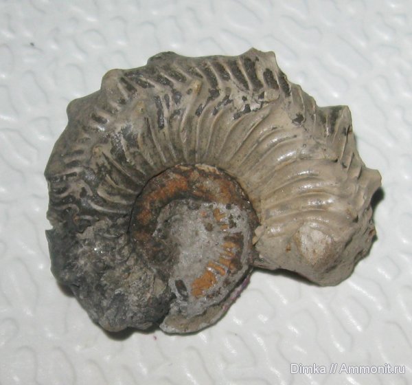 аммониты, Kosmoceras, Михайловцемент, верхний келловей, Ammonites, Kosmoceras annulatum