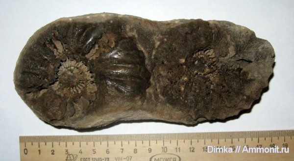 аммониты, Спиридово, нижний мел, нижний альб, Arcthoplites, Ammonites, Lower Cretaceous