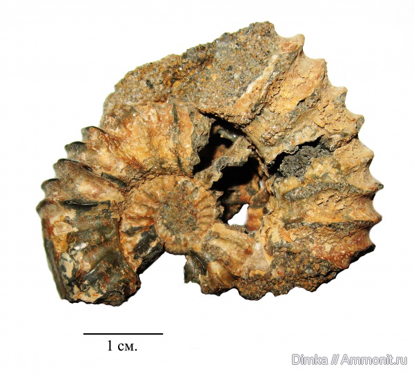 мел, Воскресенск, берриас, Riasanites, Riasanites swistowianus, Berriasian, Cretaceous