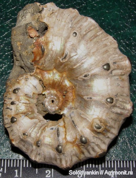 аммониты, юра, Kosmoceras, Kosmoceras gemmatum, Ammonites, Jurassic