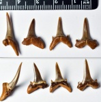 зуб акулы рода Turania