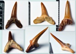 Зубы акулы вида Synodontaspis denticulatus