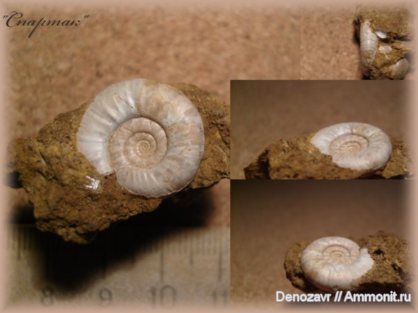 аммониты, моллюски, Perisphinctidae, Proplanulites, Proplanulites subcuneatus, Спартак, Ammonites