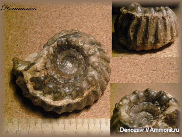 аммониты, моллюски, Erymnoceras coronatum, Ammonites