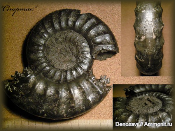 аммониты, моллюски, Binatisphinctes, Binatisphinctes pseudomosquensis, Ammonites
