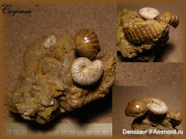 аммониты, брахиоподы, моллюски, Ivanoviella, Chamoussetia, Ivanoviella alemanica, Ammonites