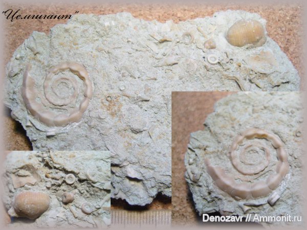 Euomphalus, брюхоногие моллюски, Euomphalus moniliferus