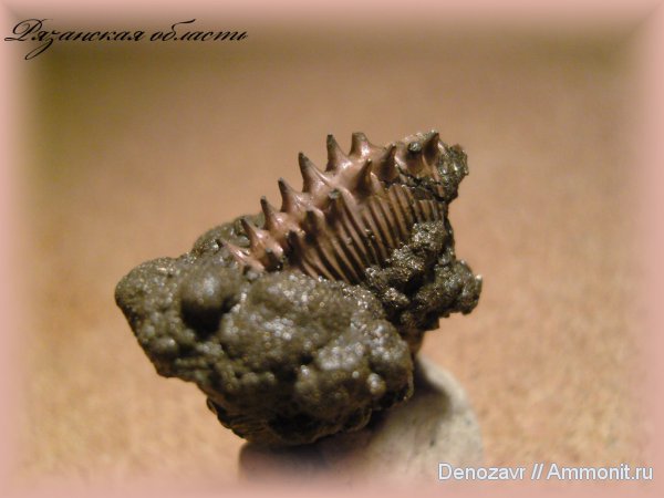 аммониты, моллюски, Kosmoceras, Ammonites, шипы