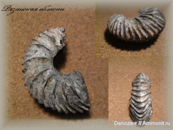 аммониты, моллюски, Ammonites, Percacosticeras