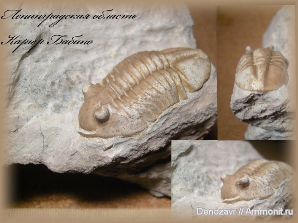трилобиты, Asaphus, членистоногие, Asaphus lepidurus, Бабино